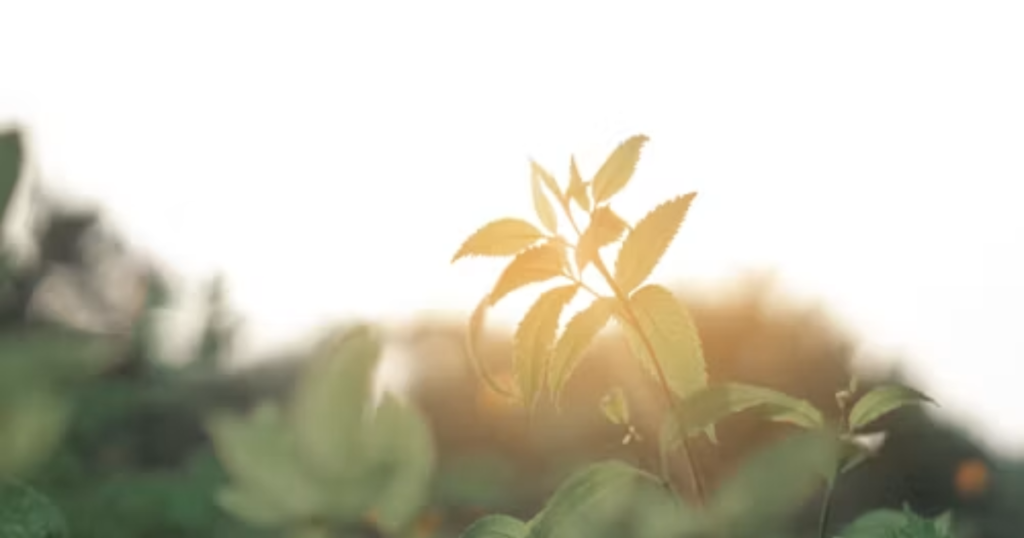 Young green plant reaching toward sunlight, representing learning and personal growth
