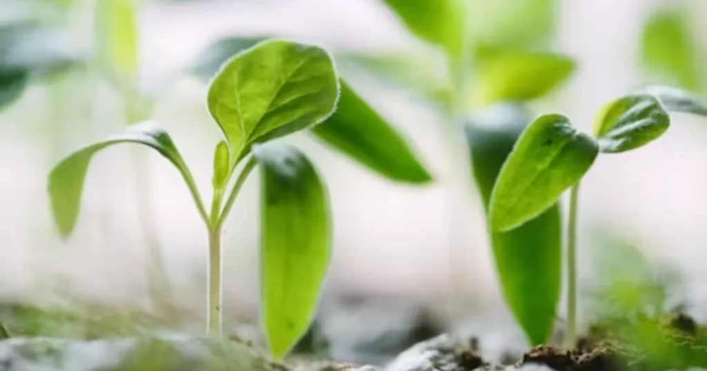 Green plant growing toward sunlight, symbolizing learning and personal development
