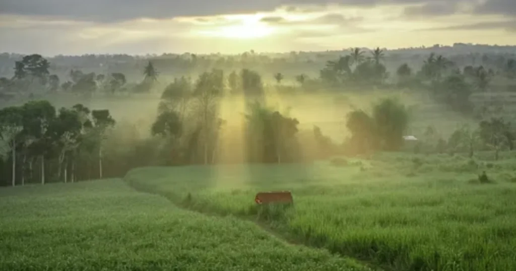 Quiet sunrise over a green landscape symbolizing hope and daily growth